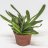 Sarviaaloe (gasteria acinacifolia) n. 20 cm-thumbnail