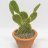 Bunny ears (Opuntia microdasys) about 30 cm-thumbnail