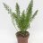 Asparagus densiflorus, Sprengeri about 35 cm-thumbnail