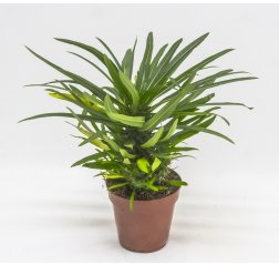 Madagaskarin palmu (Pachypodium lamerei) n. 35 cm-thumbnail