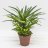 Madagascar palm (Pachypodium lamerei) about 35 cm-thumbnail