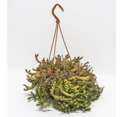 Crassula Hottentotti in hanging basket 20 cm-thumbnail