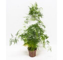 Asparagus fern (Asparagus setaceus) about 40 cm-thumbnail