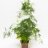 Asparagus fern (Asparagus setaceus) about 40 cm-thumbnail