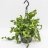 Epiphyllum guatemalense in hanging basket 30 cm-thumbnail
