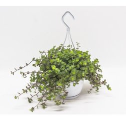 Callisia repens in hanging basket about 20 cm-thumbnail