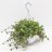 Liisantyyny (callisia repens) amppeli n. 20 cm-thumbnail