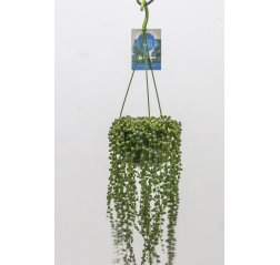 Senecio herreanus in hanging basket about 50 cm-thumbnail