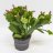 Thanksgiving Cactus about 20 cm-thumbnail