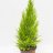Cypress lime green about 40 cm-thumbnail