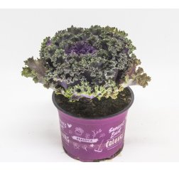 Ornamental cabbage (Brassica oleracea) about 20 cm-thumbnail