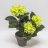 Hortensia ruukussa n. 40 cm-thumbnail