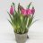 Fragrant fritillary about 25 cm-thumbnail