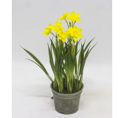 Narsissi n. 25 cm-thumbnail