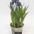 Grape hyacinth about 25 cm-thumbnail