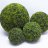 Buxus ball 40 cm-thumbnail
