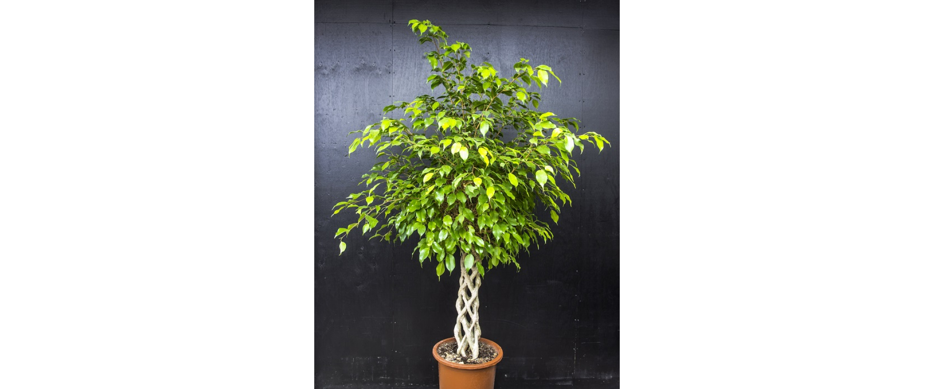 T_PRODUCT_IMAGE