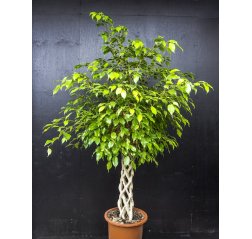 Limoviikuna (Ficus Benjamina Danielle) n. 180 cm-thumbnail
