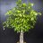 Ficus tree plant (Ficus Benjamina Danielle) about 180 cm-thumbnail