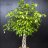 Limoviikuna (Ficus Benjamina Danielle) n. 150 cm-thumbnail