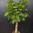 Dwarf umbrella tree (Schefflera arboricola) about 175 cm-thumbnail