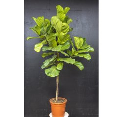 Fiddle-leaf fig (2 m)-thumbnail