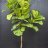 Fiddle-leaf fig (2 m)-thumbnail