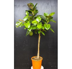 A Rubber tree plant (Ficus elastica) 185 cm-thumbnail