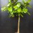 A Rubber tree plant (Ficus elastica) 185 cm-thumbnail