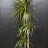 Dragon tree plant (160 cm)-thumbnail