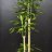 Dragon tree plant 1.8 m-thumbnail