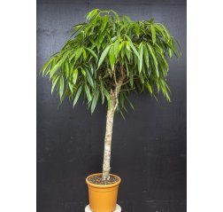 Pitkälehtiviikuna (Ficus binnendijkii) n. 1.8 m-thumbnail