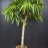 Ficus Alii (Ficus binnendijkii) 1.8 m-thumbnail