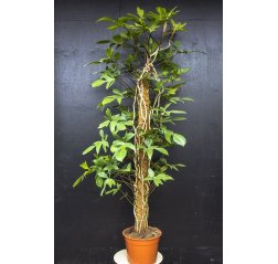 Lacy tree philodendron (Philodendron bipinnatifidum) (2 m)-thumbnail