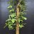 Peikonkämmen (Philodendron bipinnatifidum) n. 2 m-thumbnail