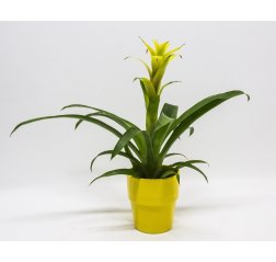 Yellow Guzmania in a pot, about 50 cm-thumbnail