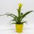 Yellow Guzmania in a pot, about 50 cm-thumbnail