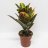 Codiaeum variegatum var. pictum about 50 cm-thumbnail