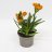 Ornithogalum dubium about 30 cm-thumbnail