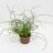 Juncus effusus ‘Spiralis’ about 40 cm-thumbnail