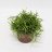 Rhipsalis bacciflora about 13 cm-thumbnail