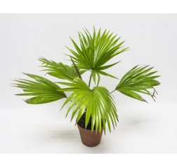 Washingtonia filifera about 45 cm-thumbnail