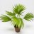 Presidentinpalmu (Washingtonia filifera) n. 45 cm-thumbnail