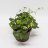 Oxalis regnellli about 25 cm-thumbnail