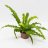 Asplenium nidus about 30 cm-thumbnail