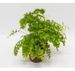 Adiantum about 30 cm-thumbnail