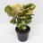 Syngonium pink about 35 cm-thumbnail