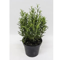 Rosmarinus officinalis in a pot about 35 cm-thumbnail