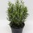 Rosmarinus officinalis in a pot about 35 cm-thumbnail