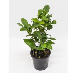 Camelia sinensis Tea about 30 cm-thumbnail